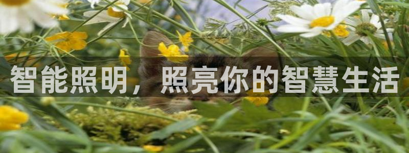 云顶集团简介资料